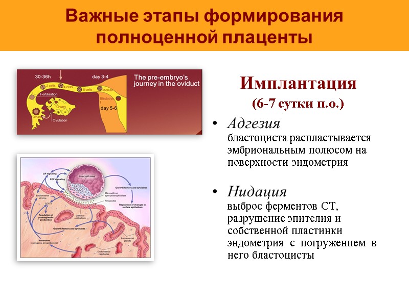 Важные этапы формирования полноценной плаценты Имплантация  (6-7 сутки п.о.) Адгезия бластоциста распластывается эмбриональным